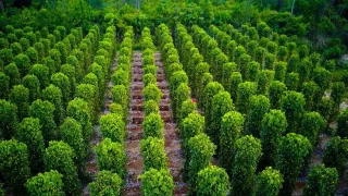 Pepper Garden and Pearl Farm